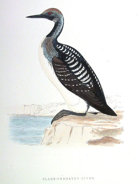 B-Throated-Diver