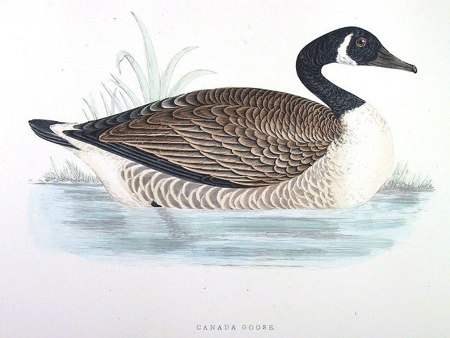 Canada-Goose