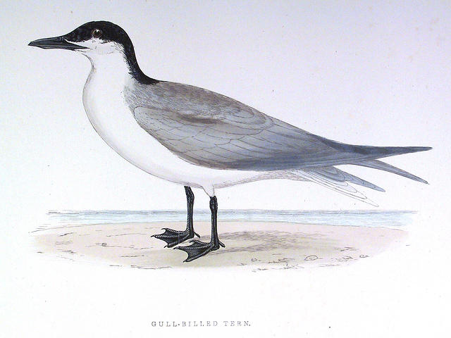 Gull-Billed-Tern