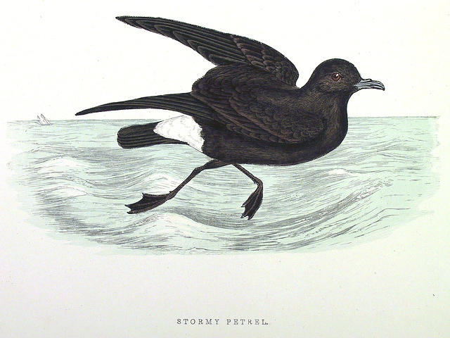 Stormy-Petrel