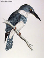 BELTED-KINGFISHER