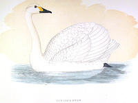 Bewicks-Swan