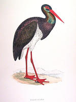 Black-Stork