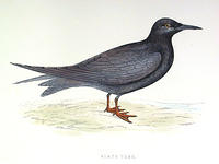 Black-Tern