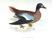Blue-Winged-Teal