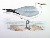Common-Gull