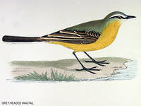 G-H-WAGTAIL