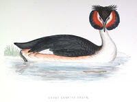 Great-Crested-Grebe