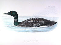 Great-Northern-Diver