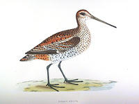 Great-Snipe