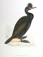 Green-Cormorant