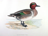 Green-Winged-Teal