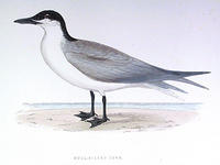 Gull-Billed-Tern