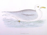 Iceland-Gull