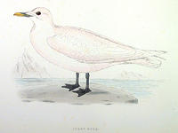 Ivory-Gull