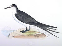 Sooty-Tern