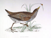 Spotted-Crake