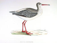Spotted-Redshank
