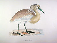 Squacco-Heron