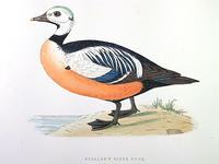 Stellers-Eider-Duck