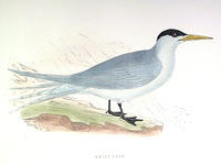Swift-Tern