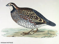 Virginian-Partridge