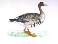 W-Fronted-Goose