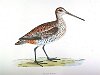 The Great Snipe , BirdCheck.co.uk