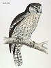 The Hawk Owl, BirdCheck.co.uk
