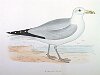 The Herring Gull , BirdCheck.co.uk