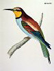 The Bee Eater, BirdCheck.co.uk