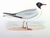 The Laughing Gull , BirdCheck.co.uk