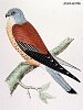 The Lesser Kestrel, BirdCheck.co.uk