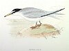 The Lesser Tern, BirdCheck.co.uk
