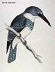 The Belted Kingfisher, BirdCheck.co.uk