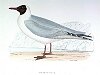 The Masked Gull, BirdCheck.co.uk