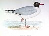 The Black-headed Gull , BirdCheck.co.uk