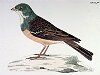 The Ortolan Bunting , BirdCheck.co.uk