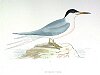 The Roseate Tern , BirdCheck.co.uk