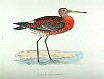 The Black-tailed Godwit , BirdCheck.co.uk