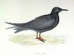 The Black Tern , BirdCheck.co.uk