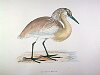 The Squacco Heron , BirdCheck.co.uk