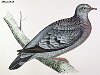 The Stock Dove , BirdCheck.co.uk