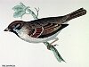 The Tree Sparrow, BirdCheck.co.uk