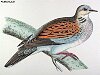 The Turtle Dove, BirdCheck.co.uk